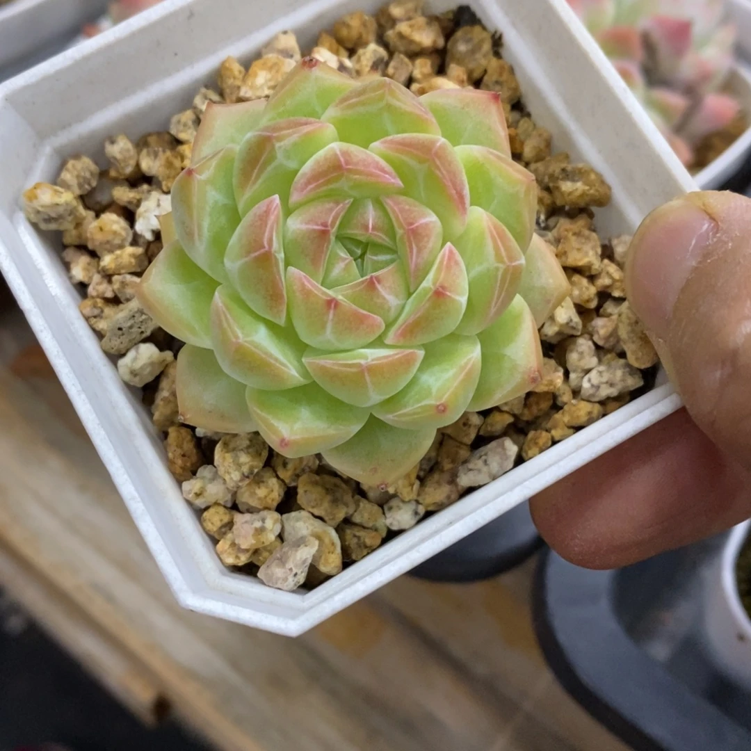 精品多肉一物一拍不包整294