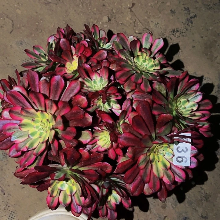 636潘帕斯多肉植物处理不售后