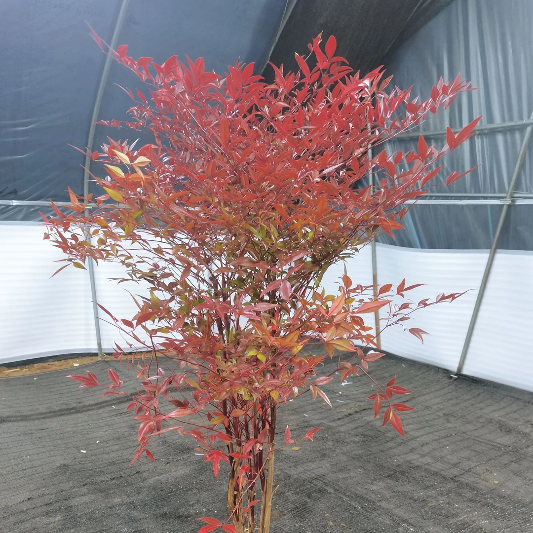 火焰南天竹盆栽室内外可养冬季红叶夏季绿叶观叶植物