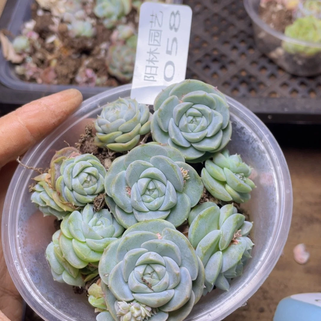 多肉植物多肉植物58
