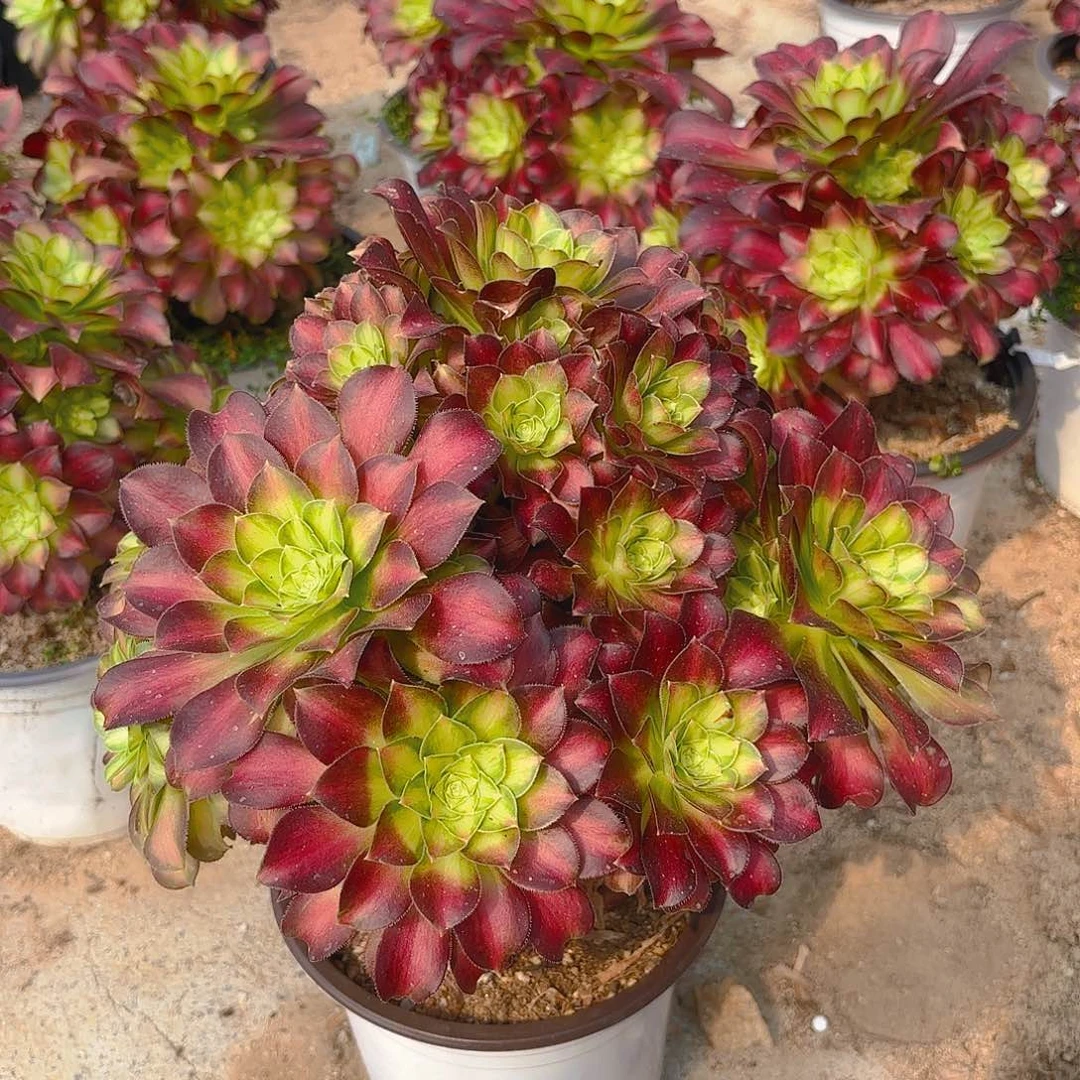 韶华老庄多肉植物