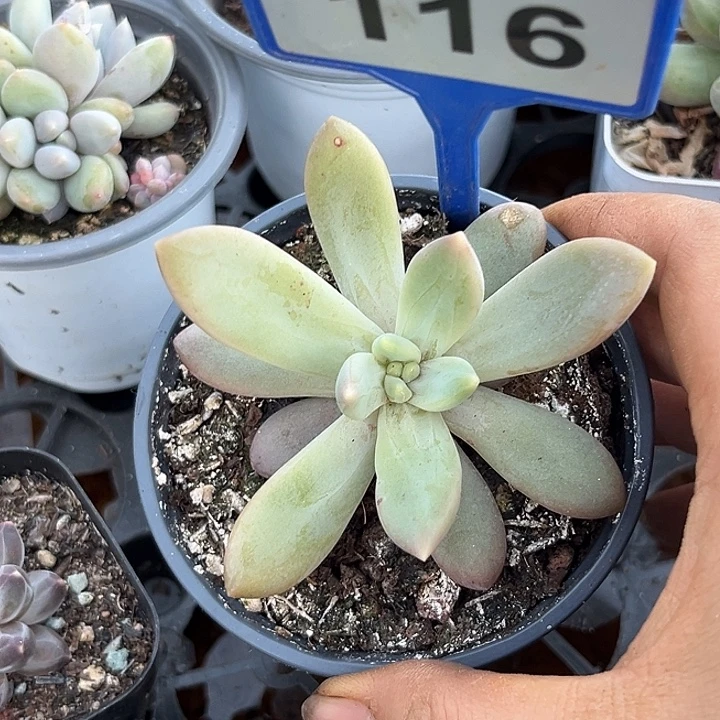 多肉植物朵维奇116