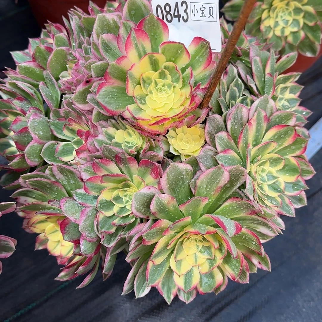 铿***瑰0843多肉海鲜多肉多肉