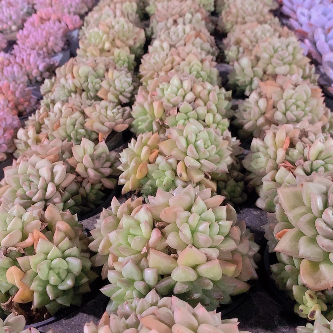 黄金象牙3578990000000