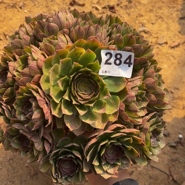 万拉丝多肉植物284