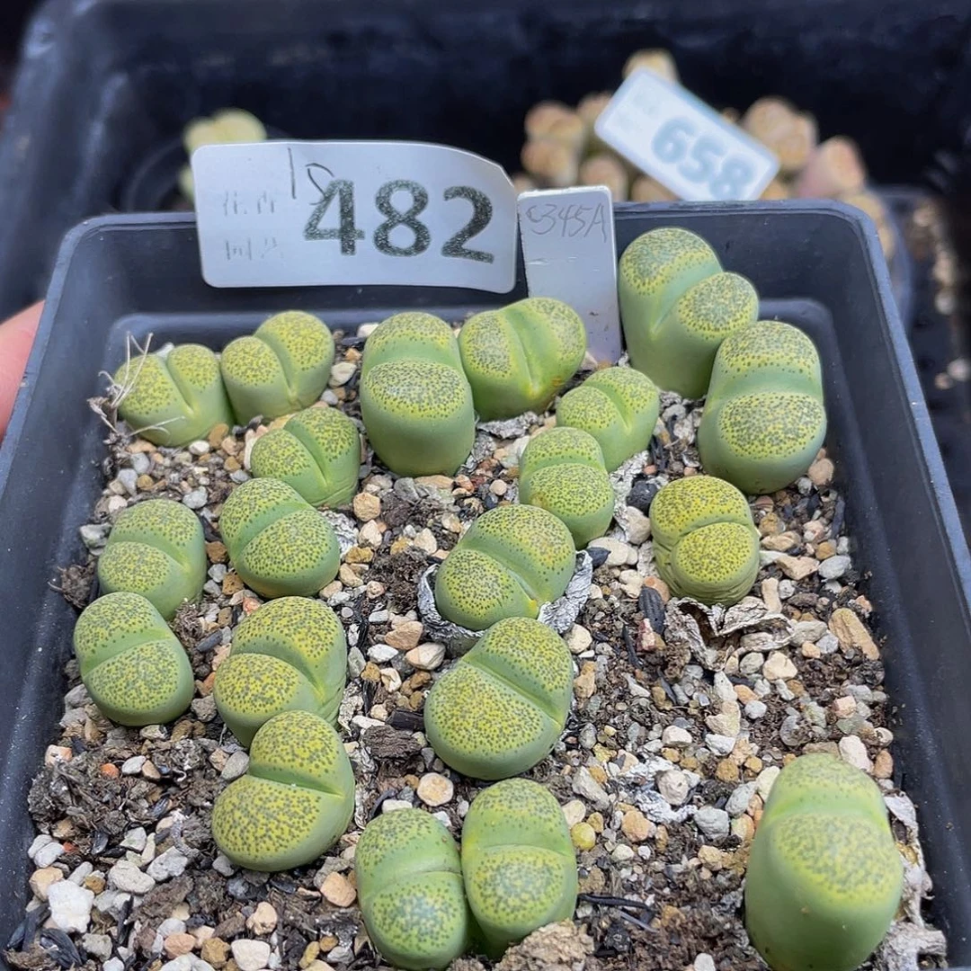 48200000000花花花花花花