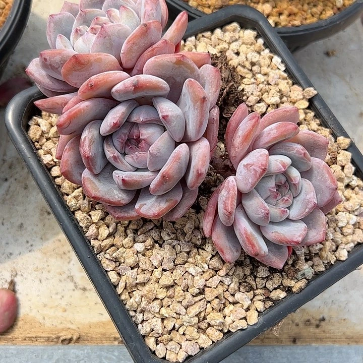 【闪购商品】下播福利