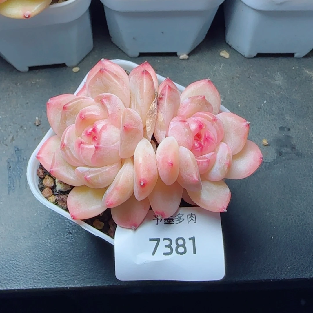 绯红珍妮，7381多肉植物