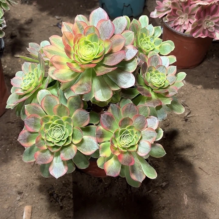 哼*~多肉植物法师奶白121