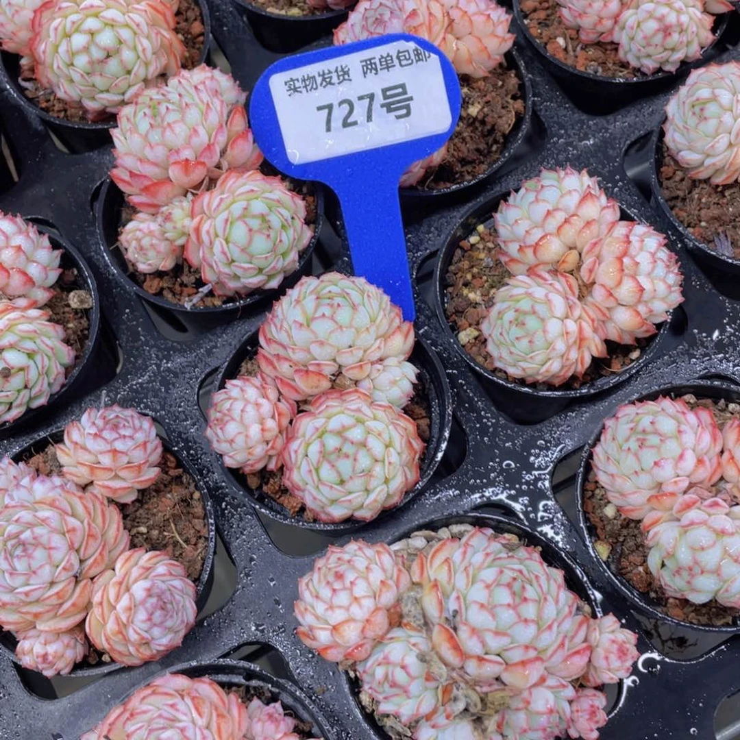 727号 全状态奶油小红船多头群一个