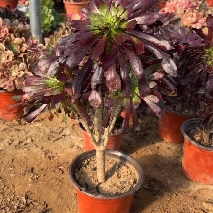 多肉植物法师墨法3