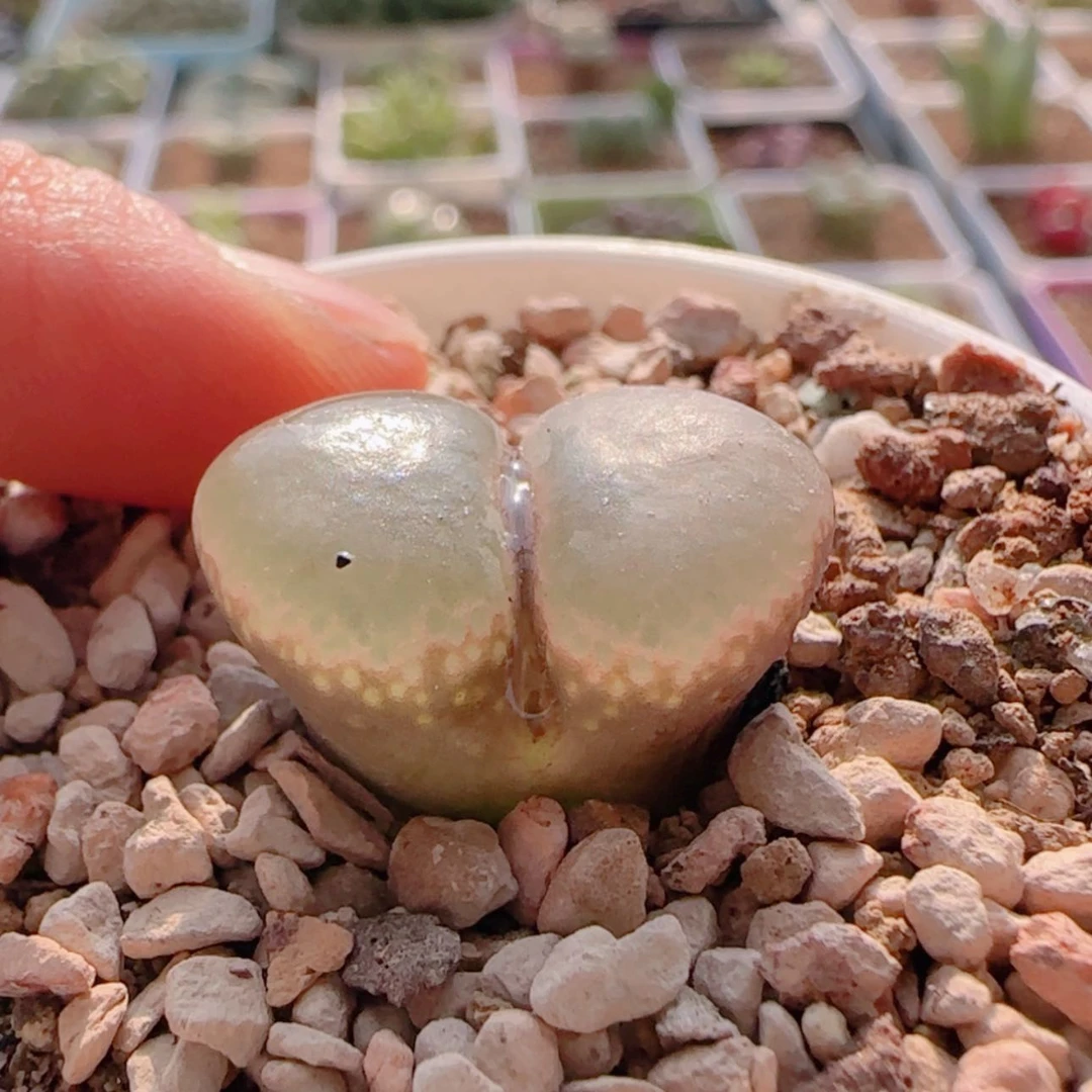 【闪购商品】迪**特21307