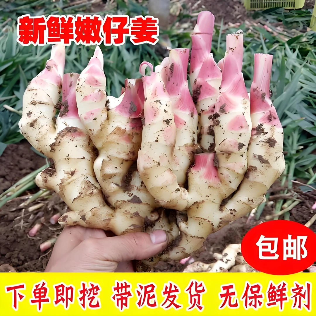 【顺丰包邮】山东红芽嫩姜胖姜山东红芽仔姜指头醋泡姜生姜嫩姜
