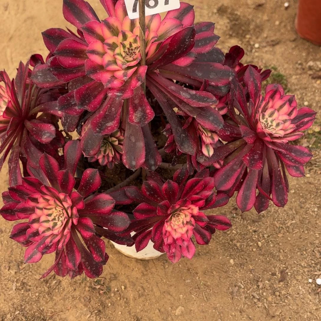 767红铜白多肉不包损