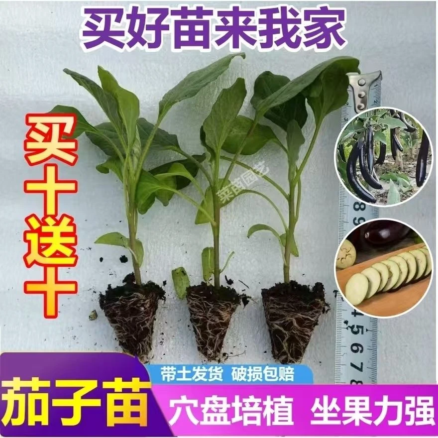 高产茄子苗带土发货紫长茄子苗线茄子苗圆茄子苗盆栽地栽