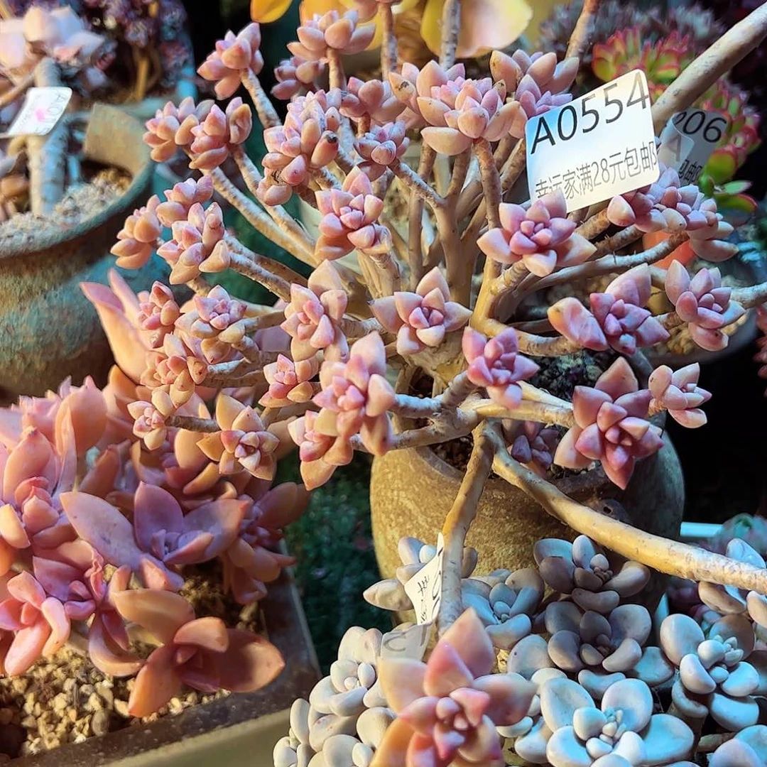 幸运的是我的朋友们