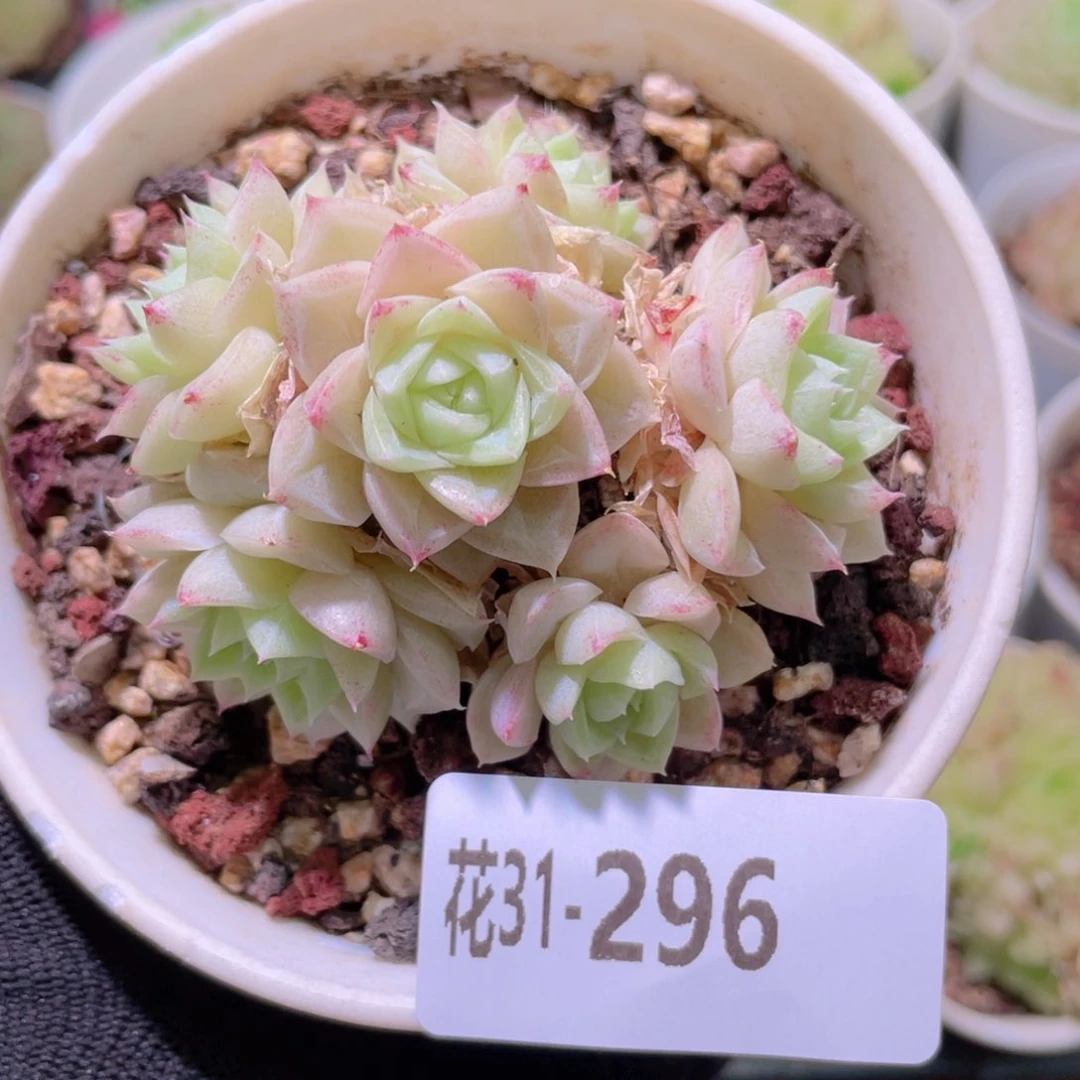 花利美31-296白天鹅