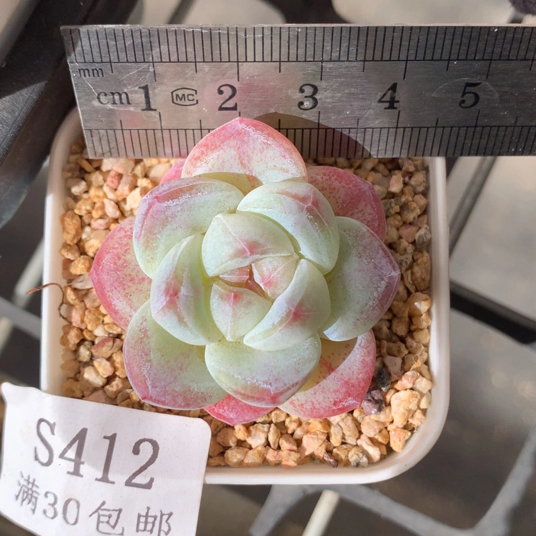 412。白底糖心冰玉。