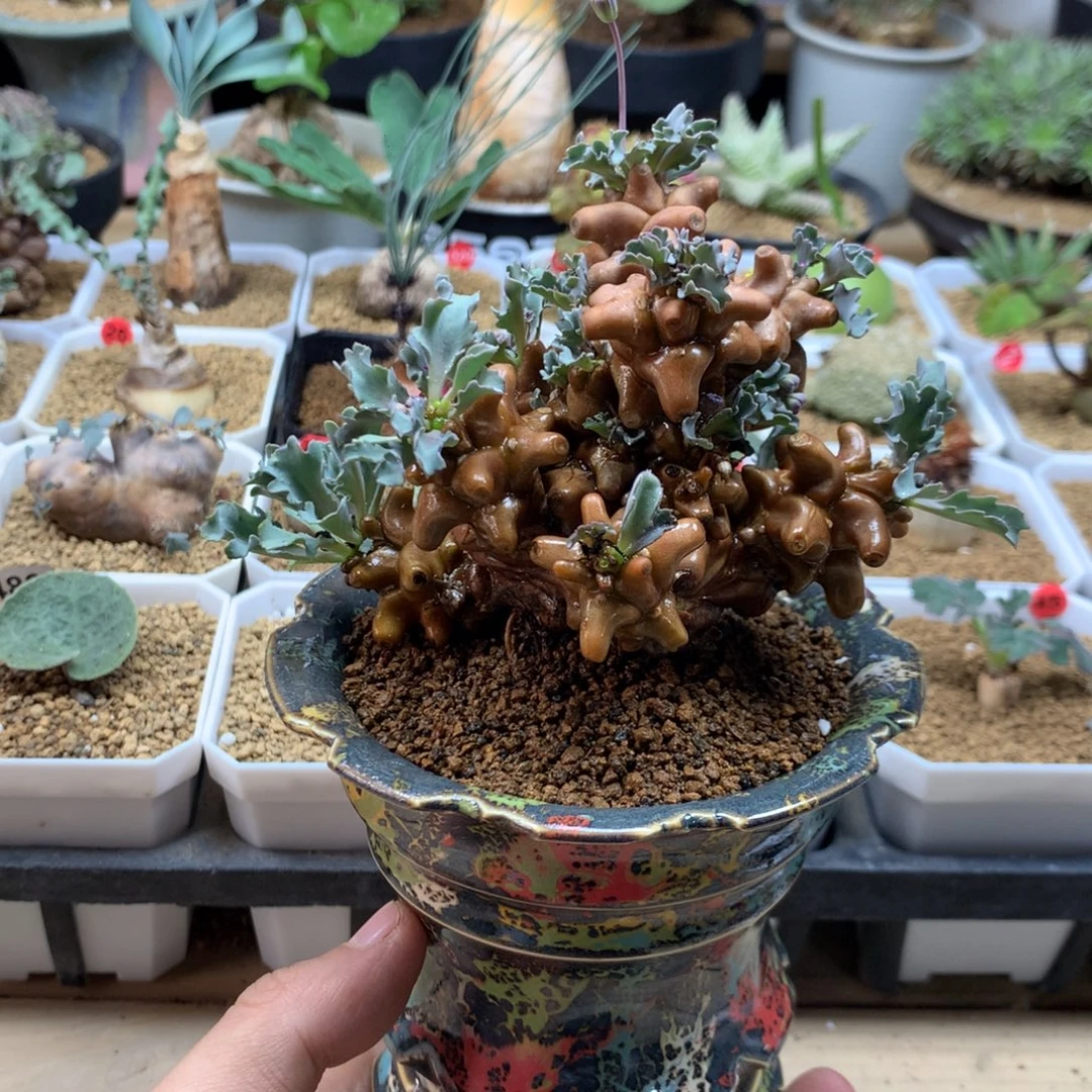 蛮鬼塔厚敦菊母本多肉脱土