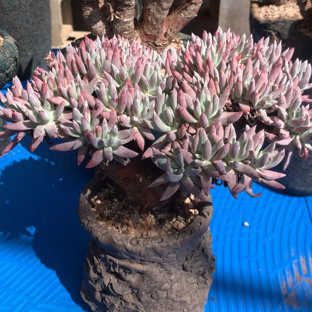 啊**啊白露一颗多肉植物