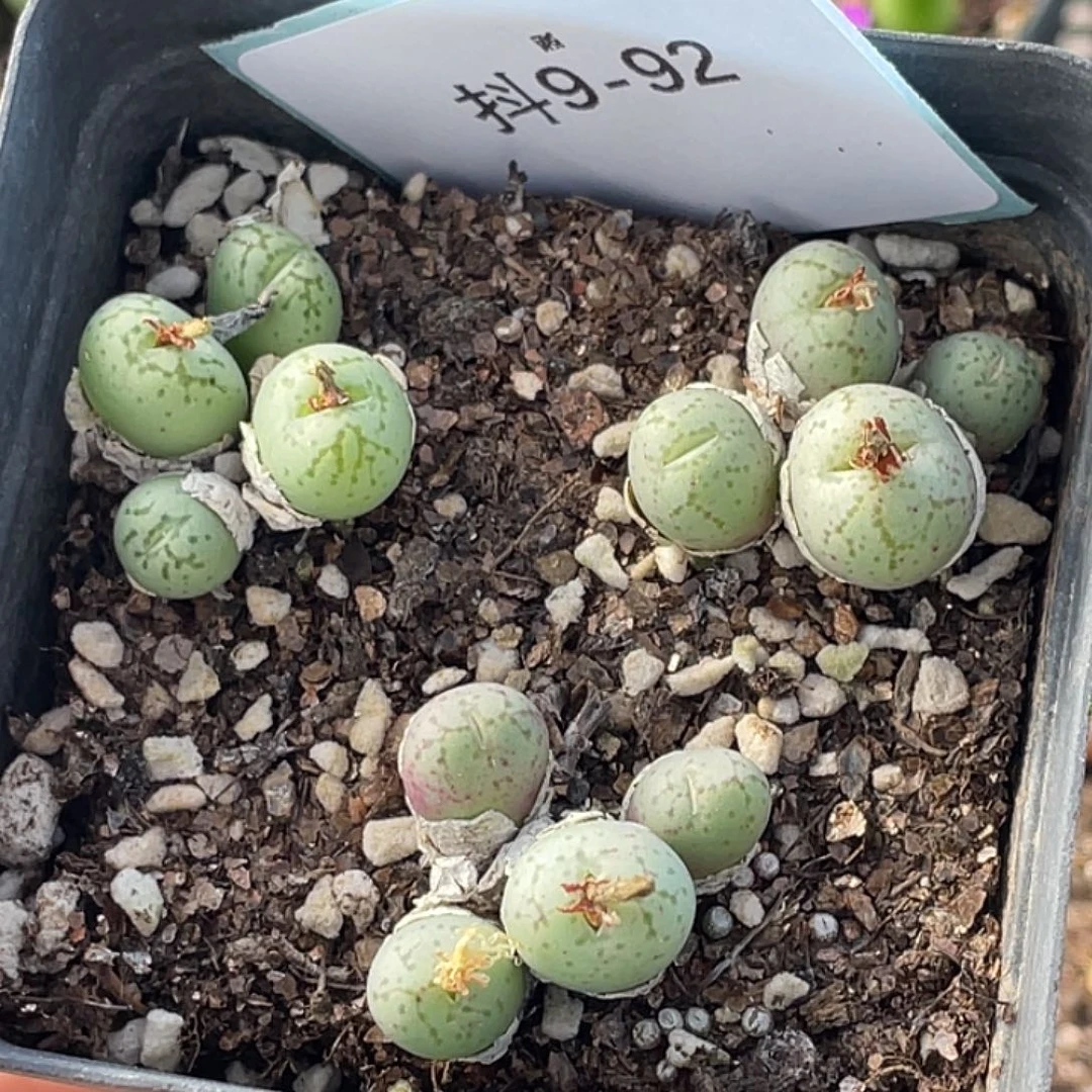 9-92荧光猴多肉植物