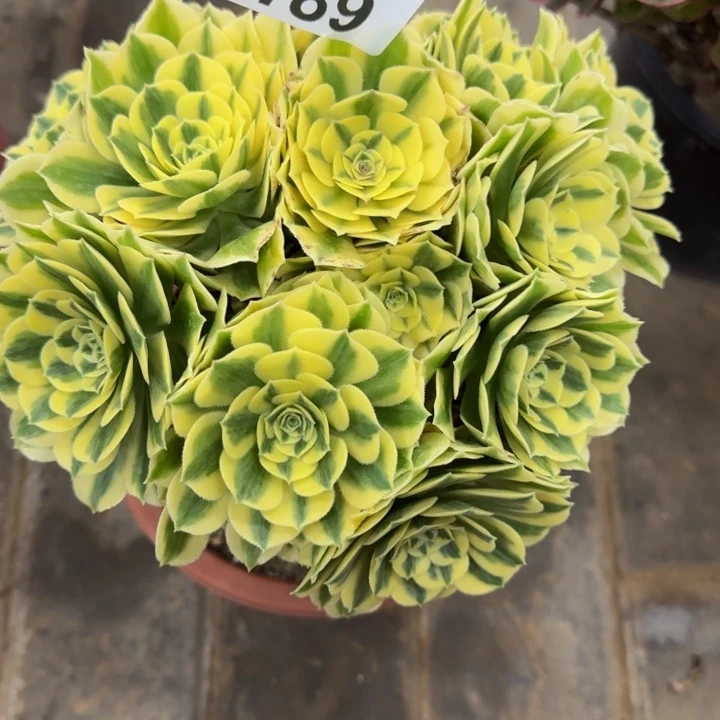 西**见迈巴赫丛林189肉肉