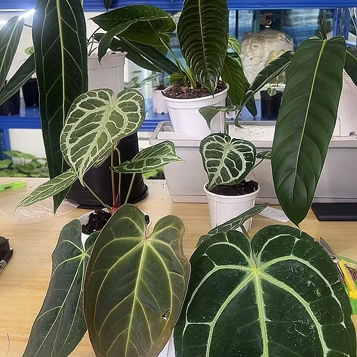 无花朵两颗19块钱