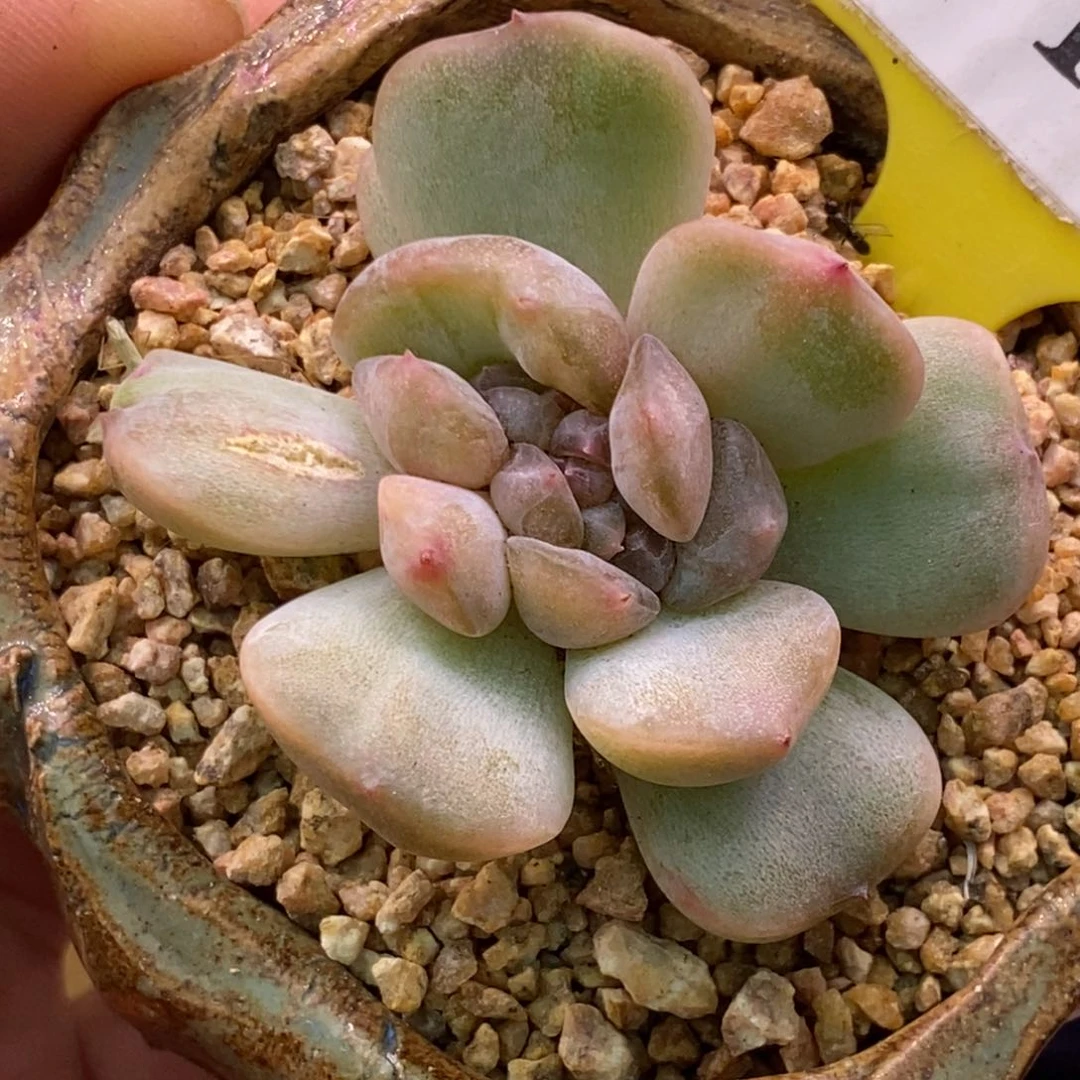 7145红恋石化缀化