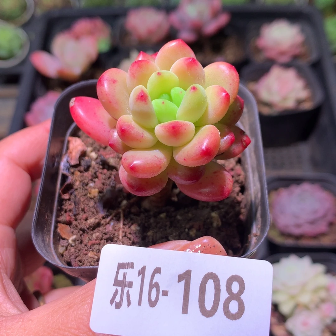 乐然16-108 香格里拉