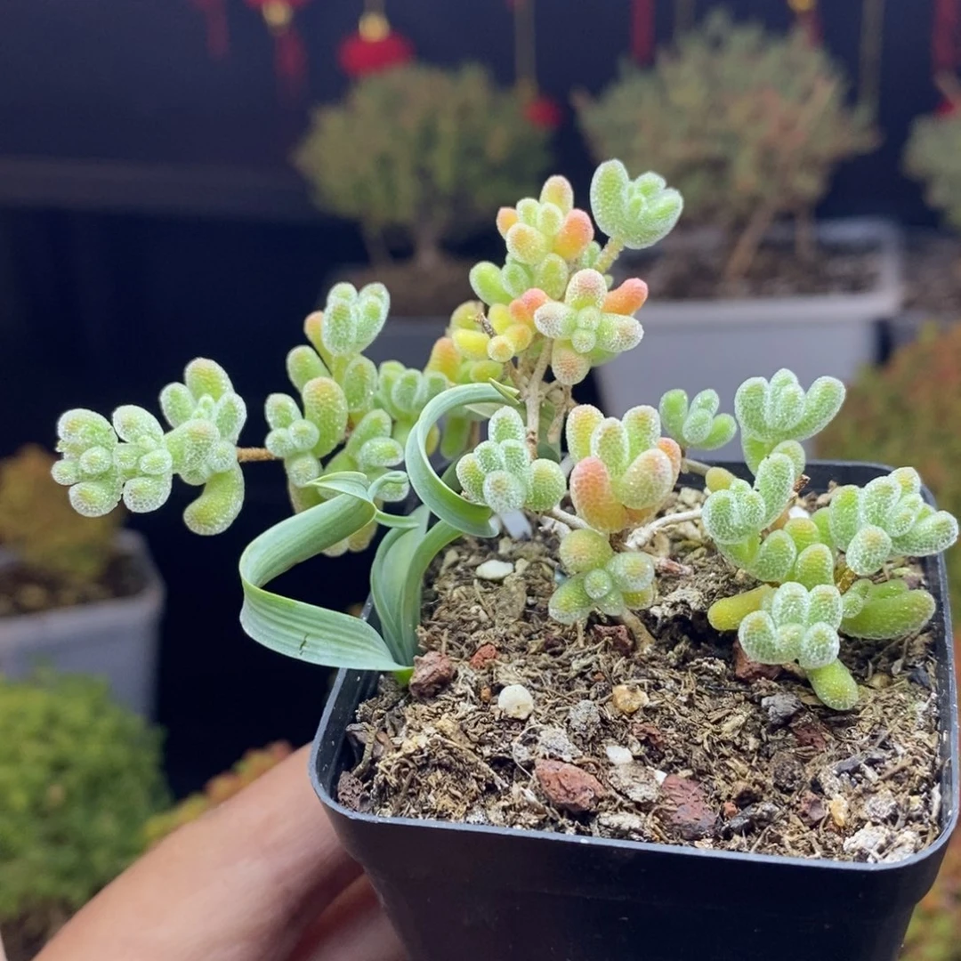 d3号冰晶枝干多肉