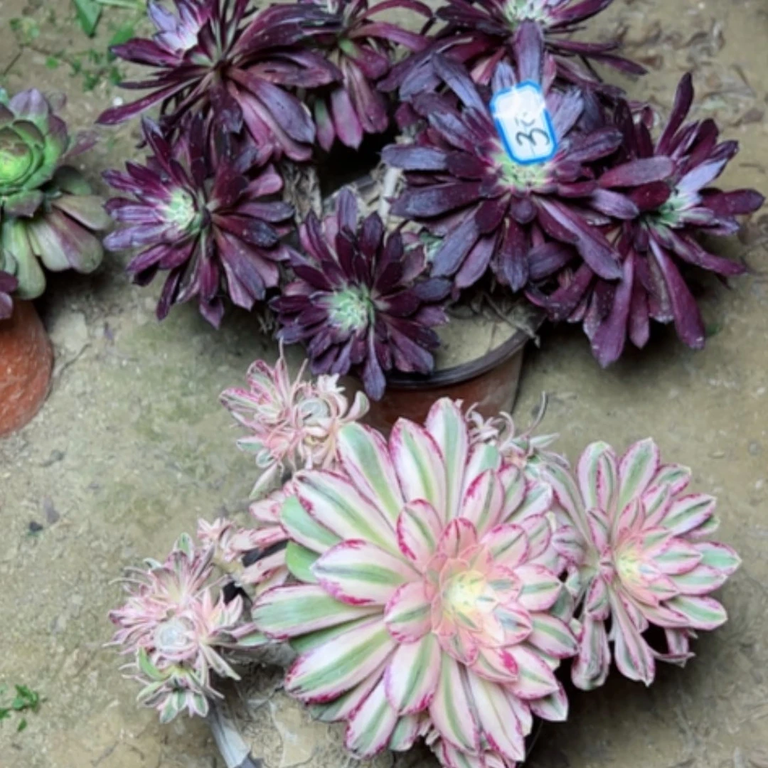 【闪购商品】冠*多肉植物微锦锦砍过30