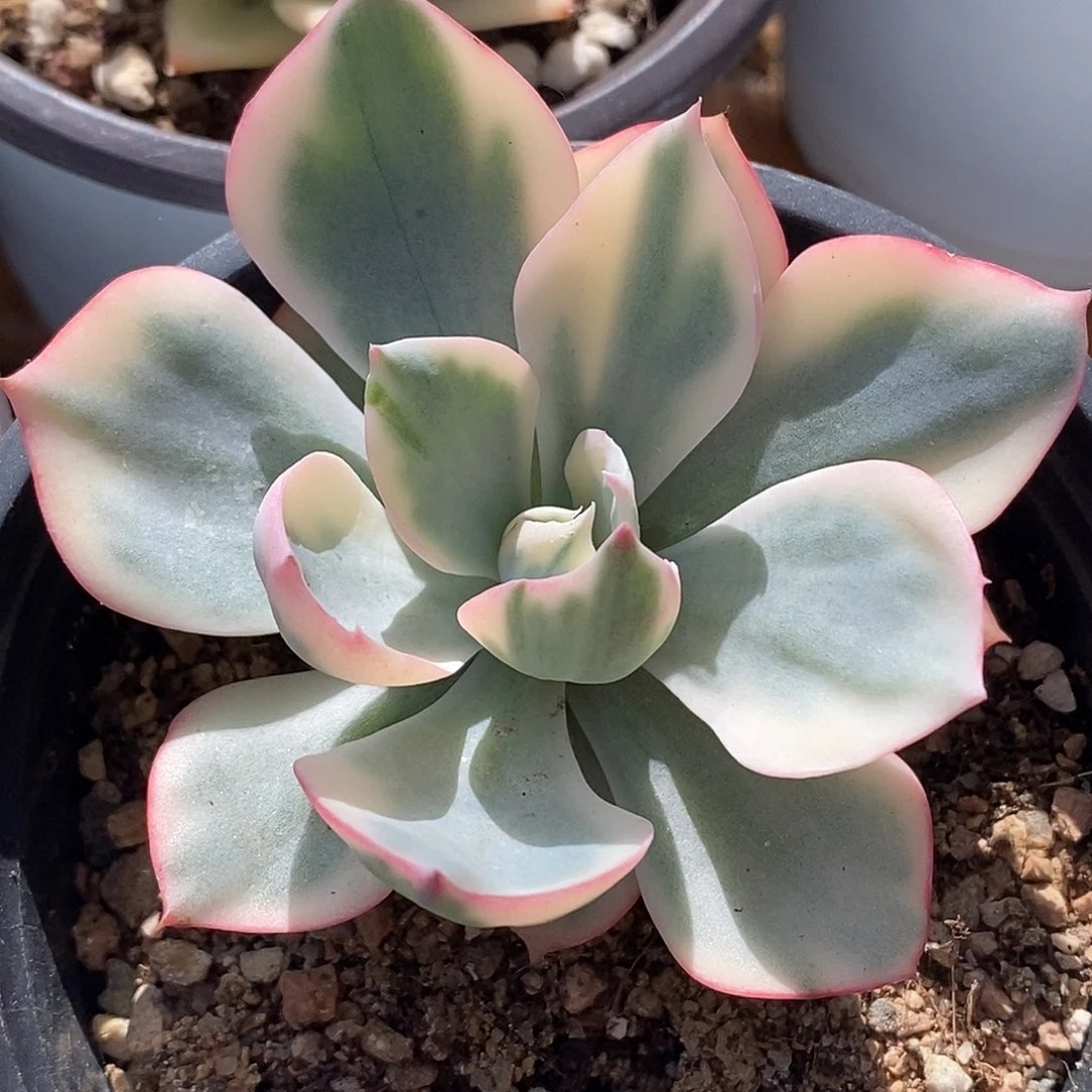 阿美星锦 小方花圃一物一拍