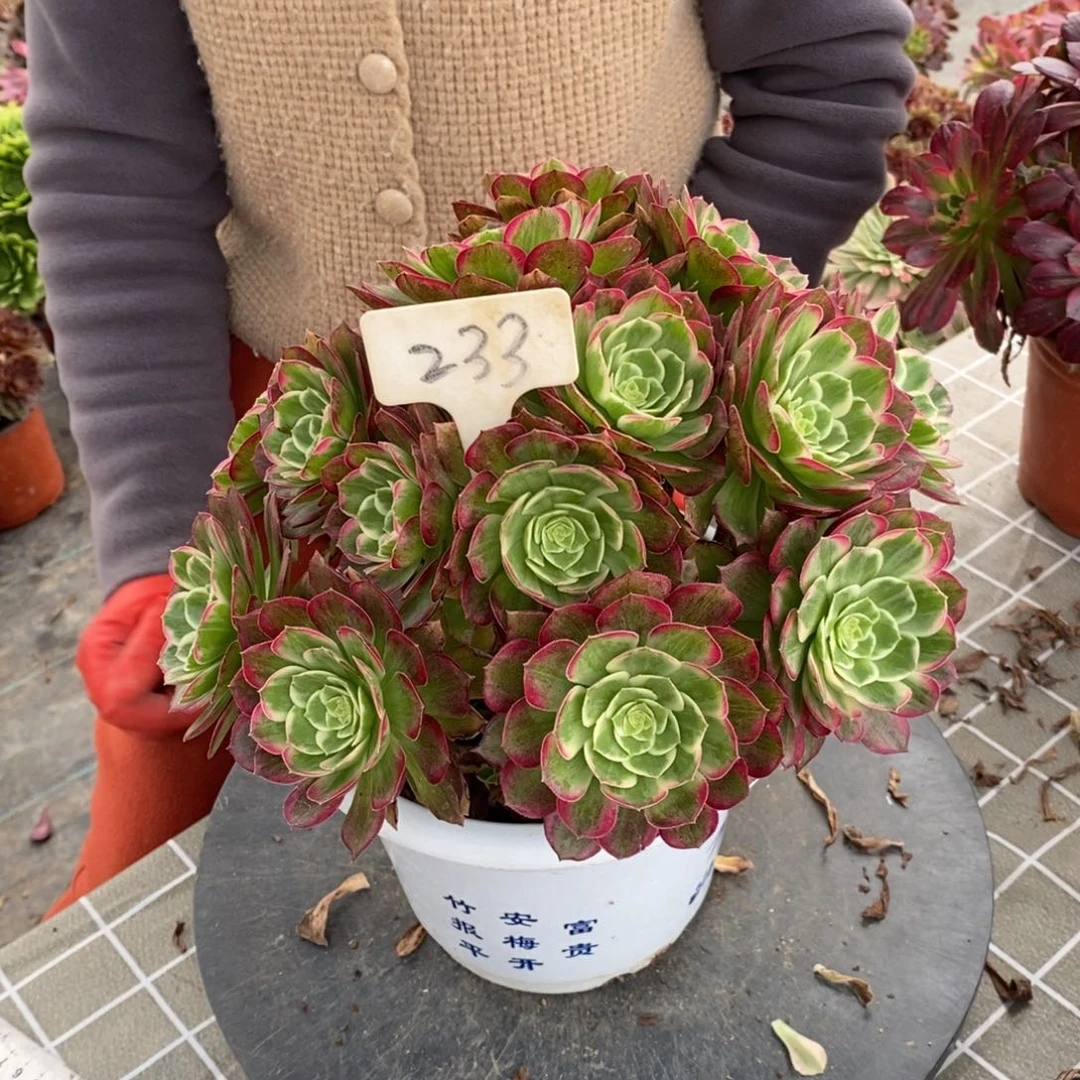 红陶233莲花座一物一拍