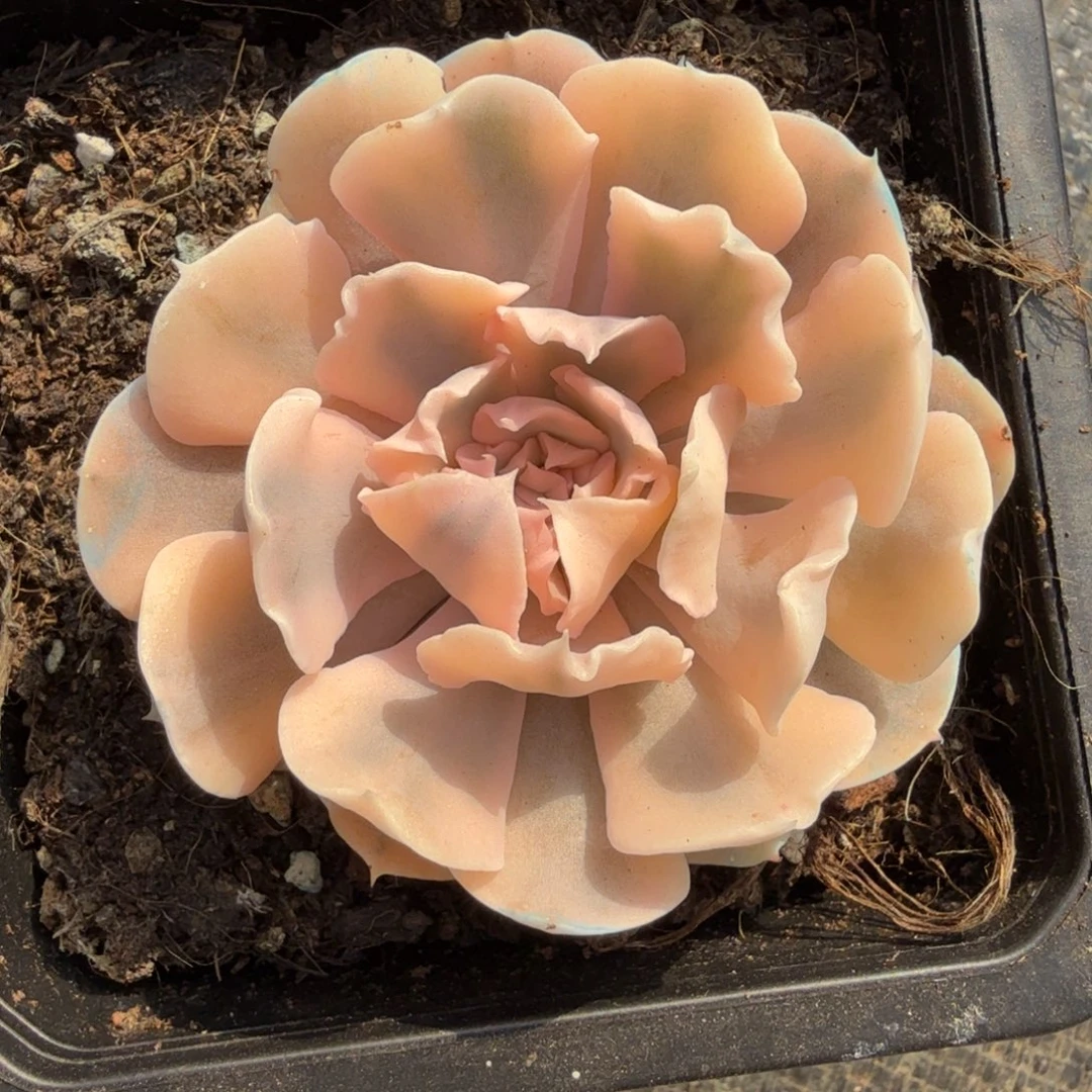 利比利亚锦，锦上园艺一物一拍