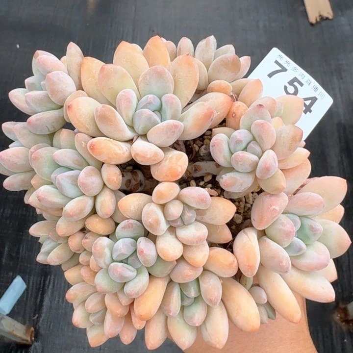 香水群生整装无砍韩版