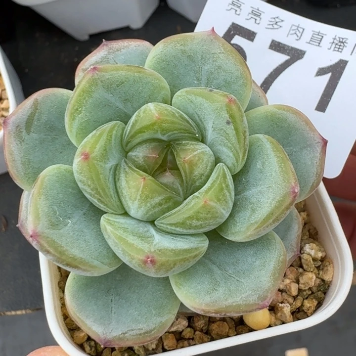 秃子甜心            多肉植物