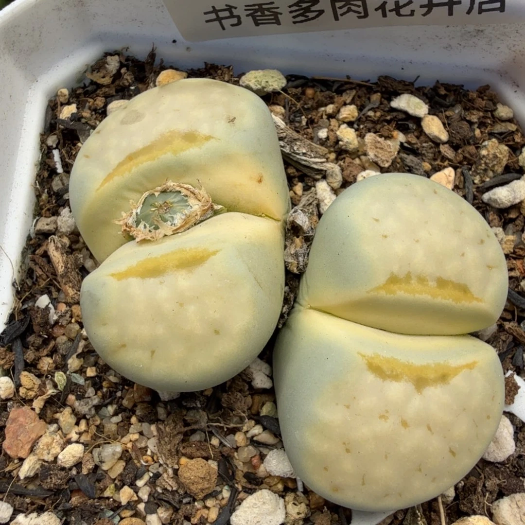 多肉。