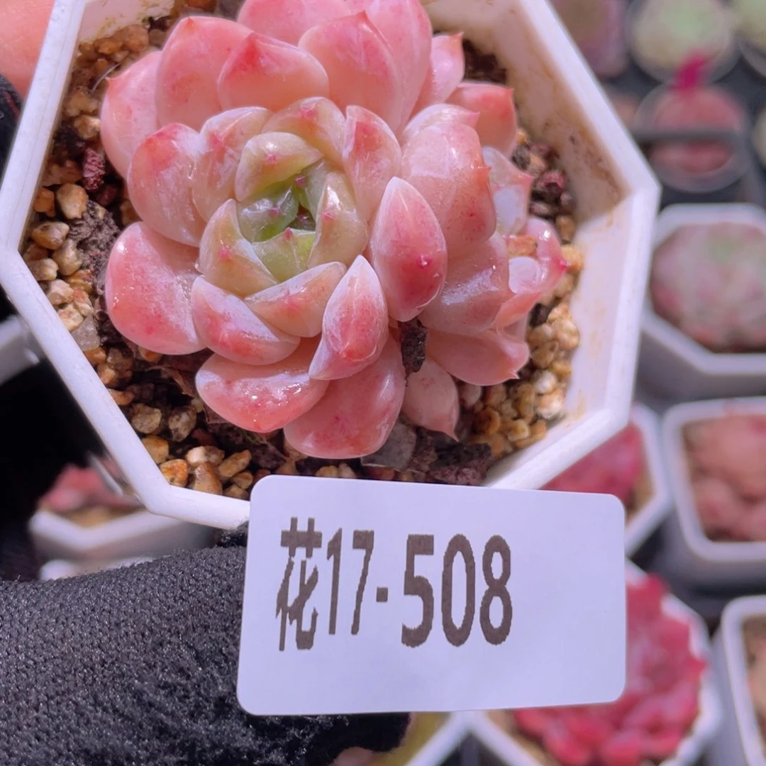 花利美17-508秘境冰魄