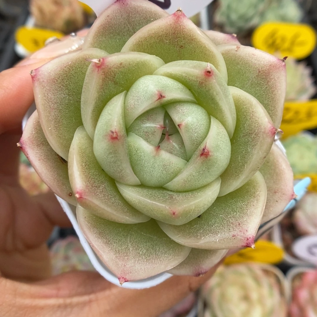 油透麦秆可拍525号。