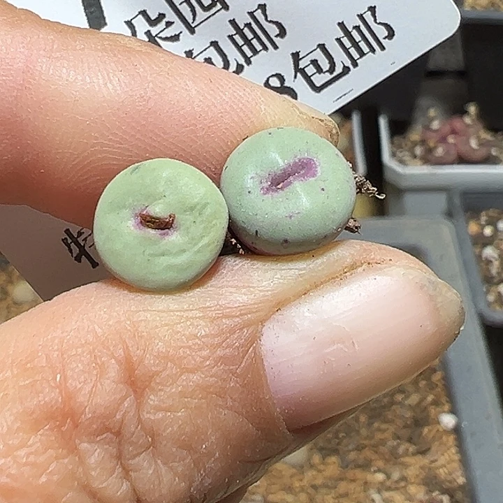 739号小红嘴2个多肉植物