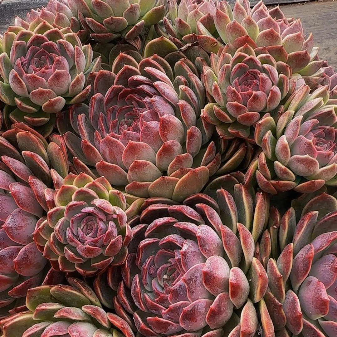 郭*呃哦哦哦哦哦哦哦哦哦哦哦健健康康