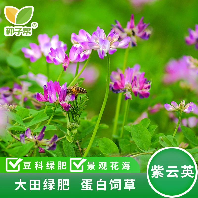 紫云英净籽红花草天然优质有机绿肥密源绿化景观春秋季播种