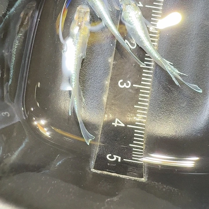 青鳉鱼59号拍品祖母绿