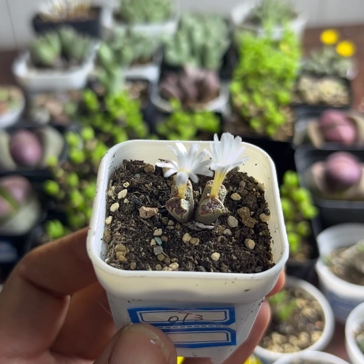 073 勋章多肉植物
