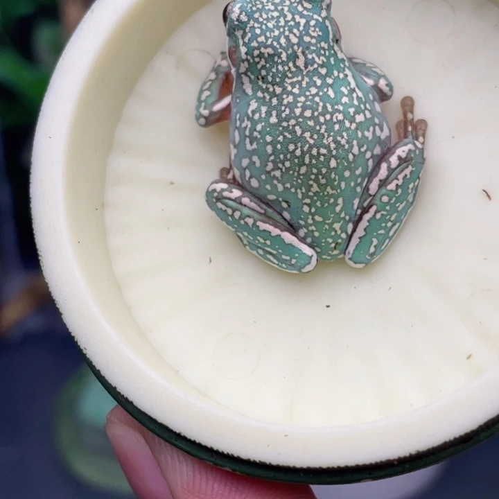 老爷树蛙5号顶级暴雪