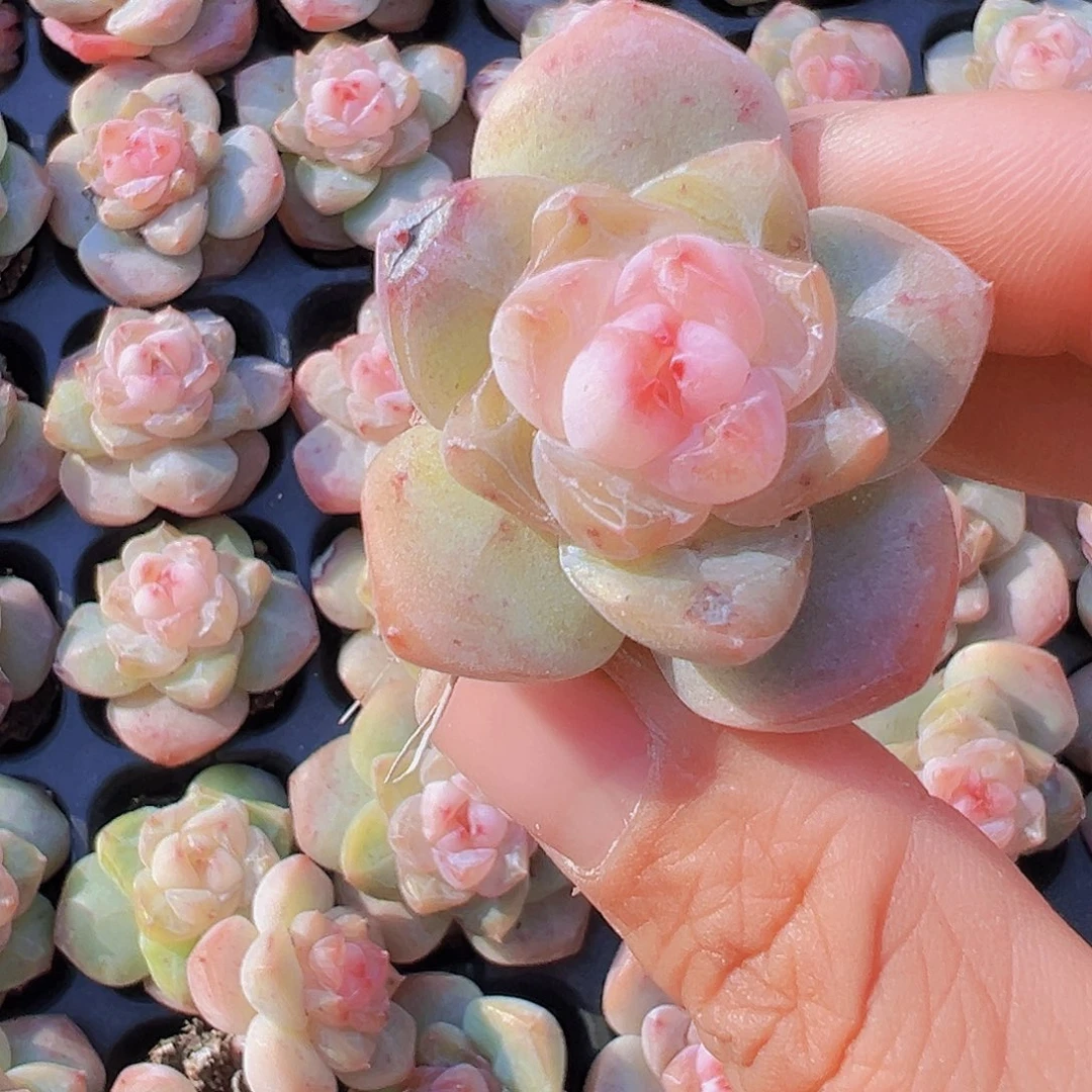 穴盘繁星珍妮5颗19包邮