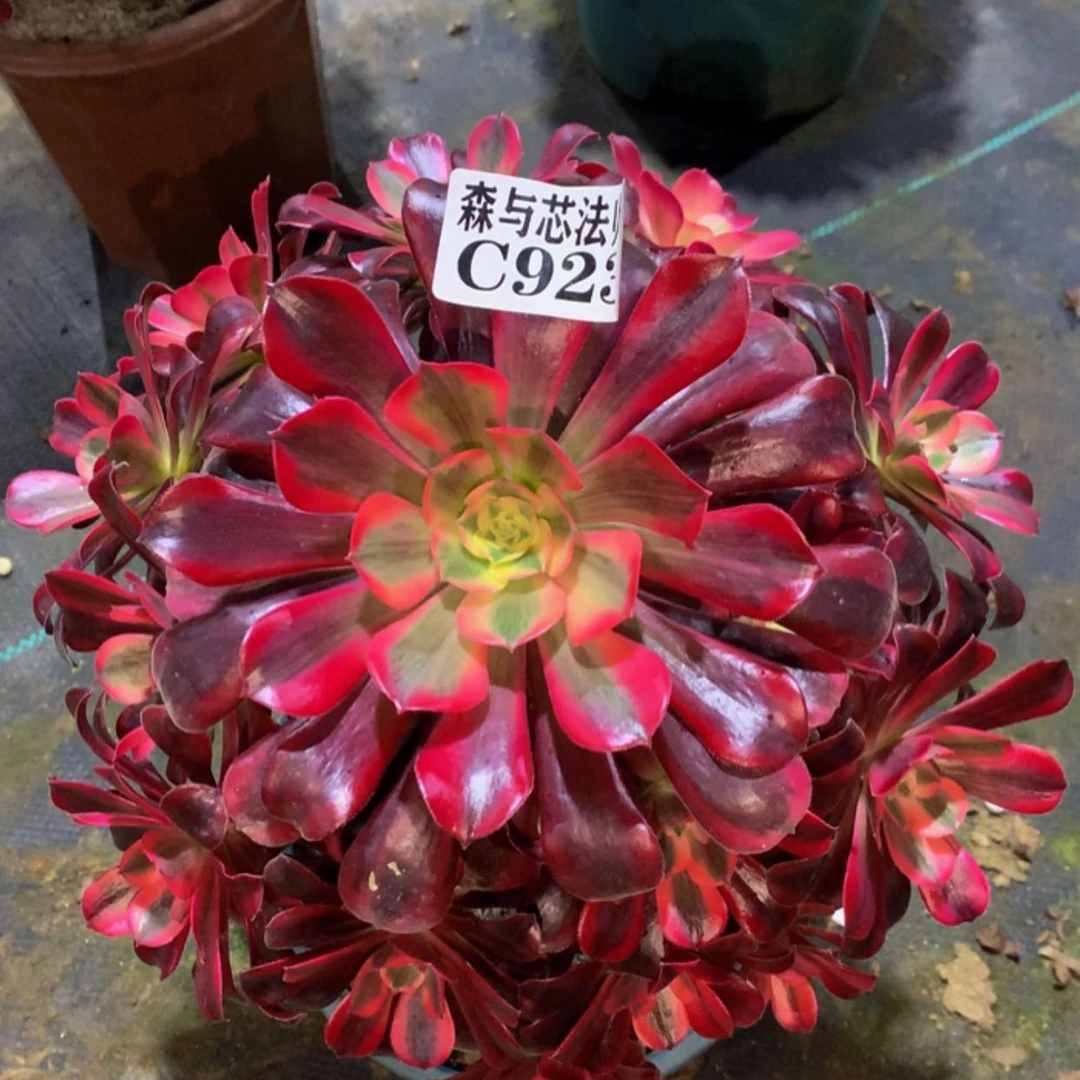 【闪购商品】，923美杜莎