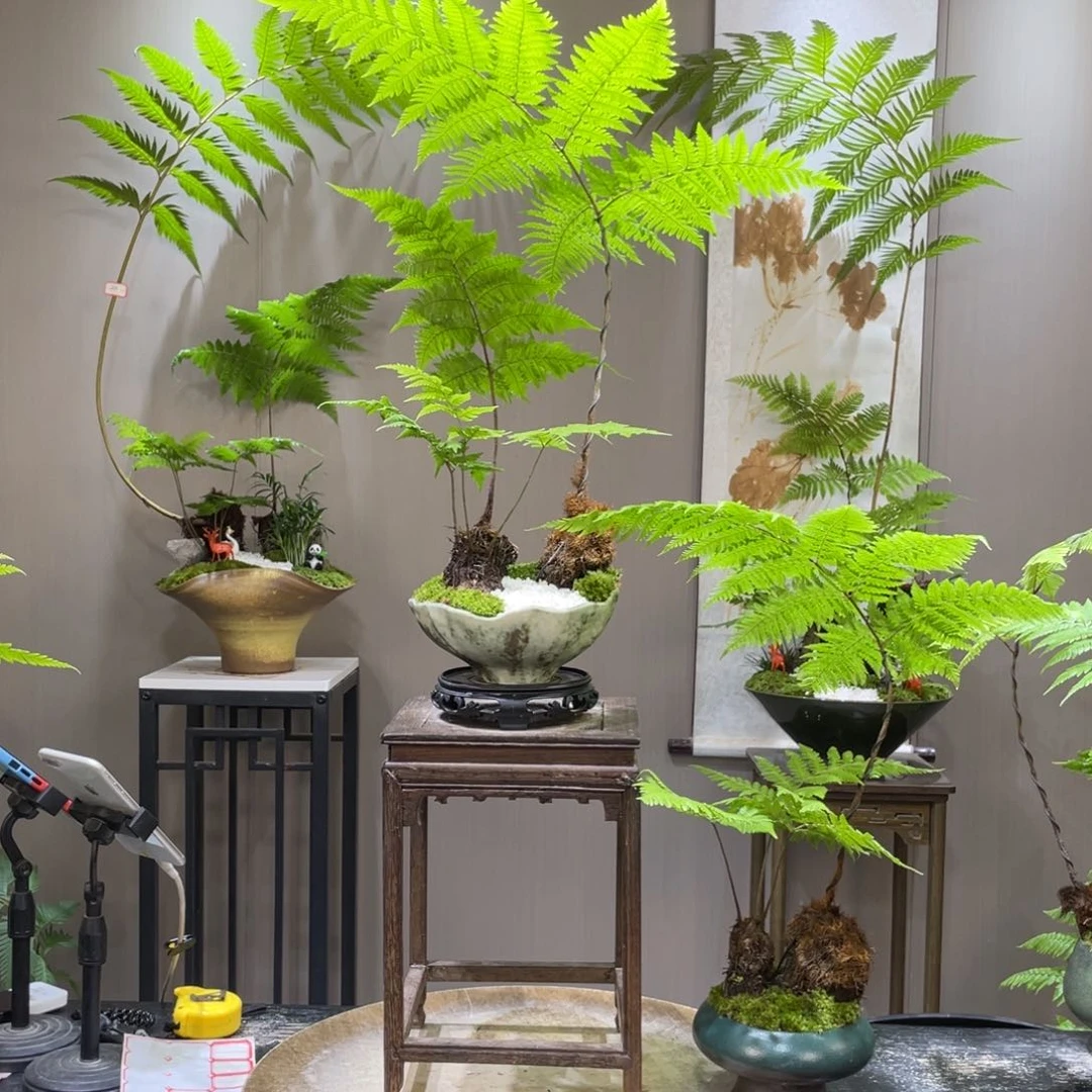 岁**安蕨类植物11111111