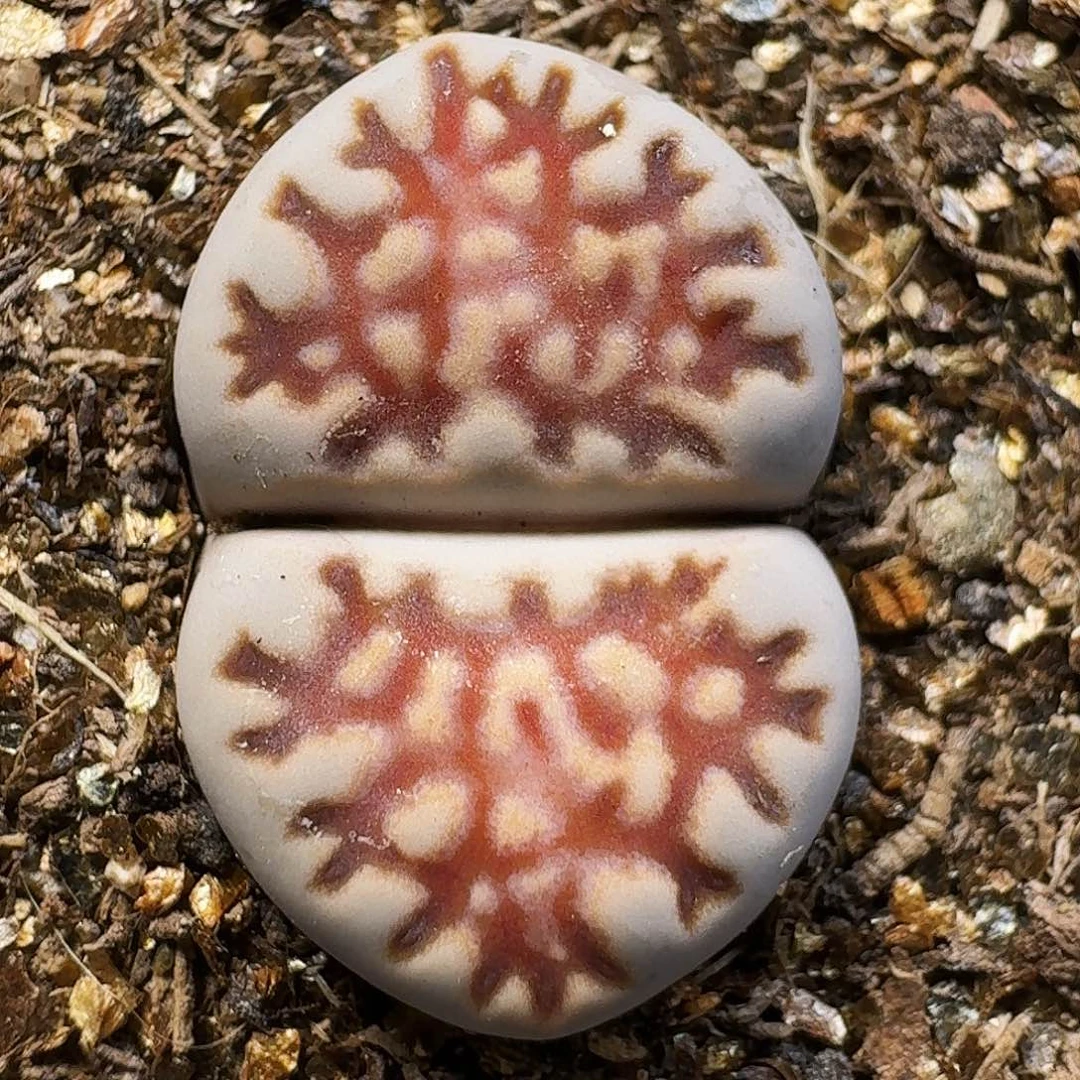 生石花11111。   316