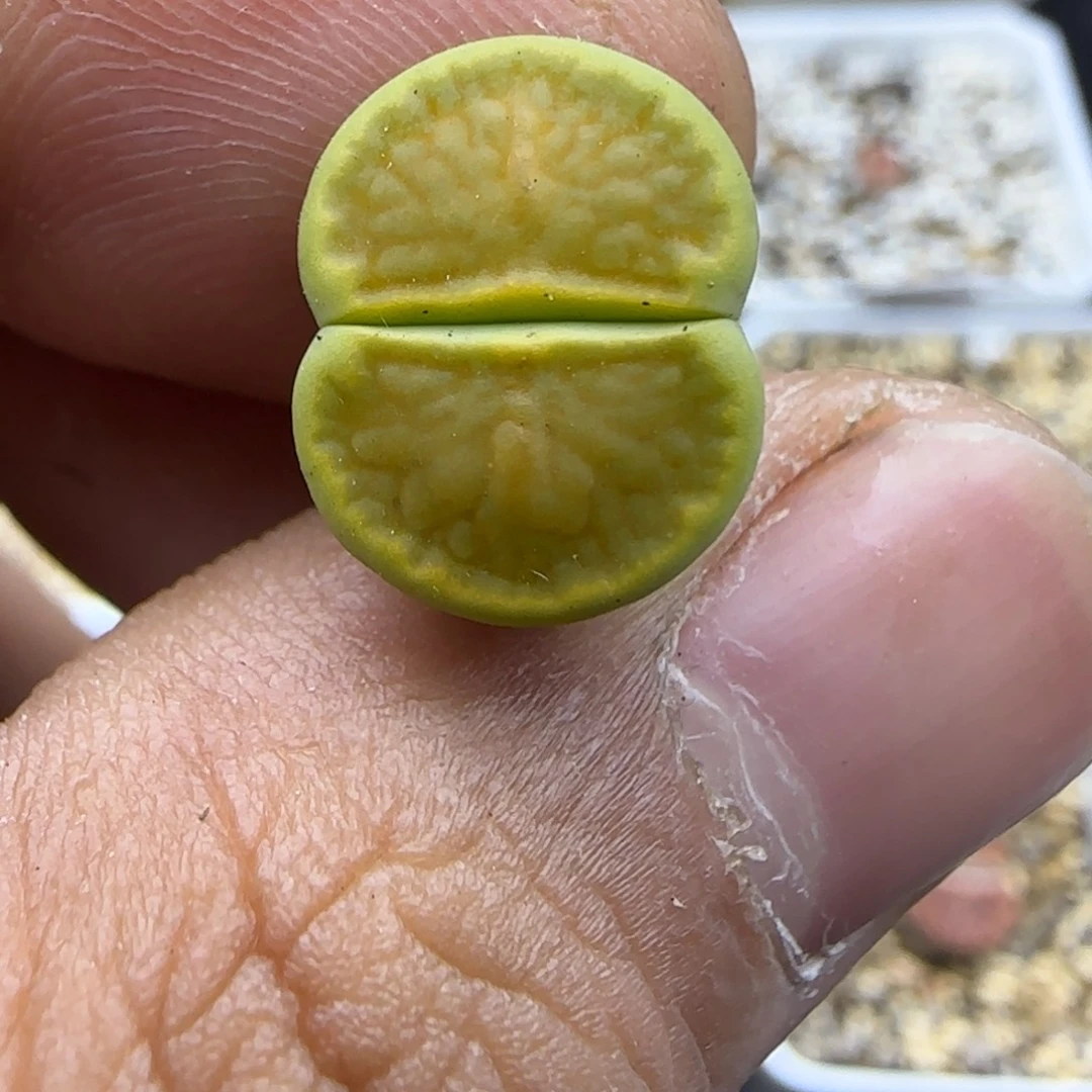 453 生石花大棚直播